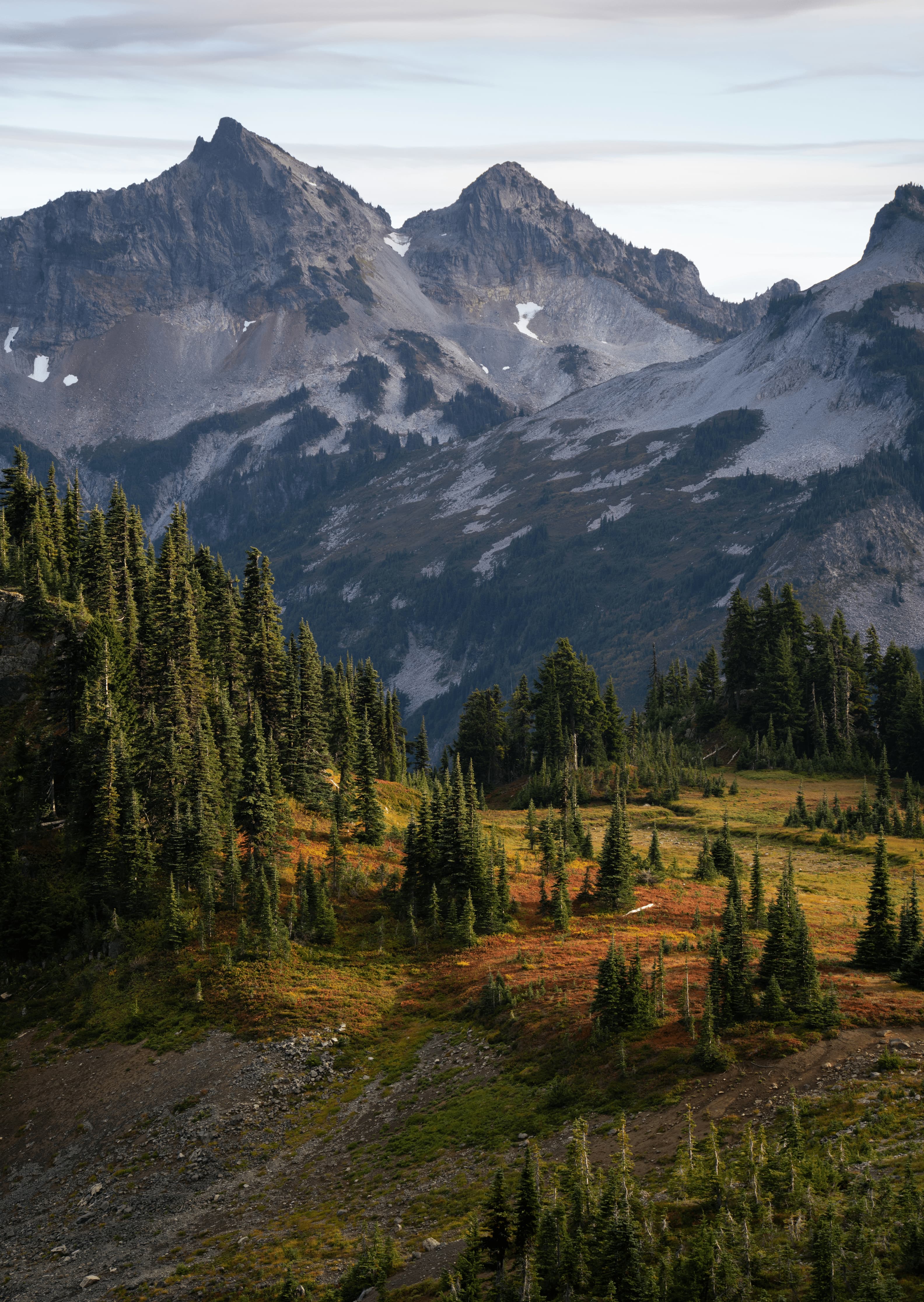 forest background